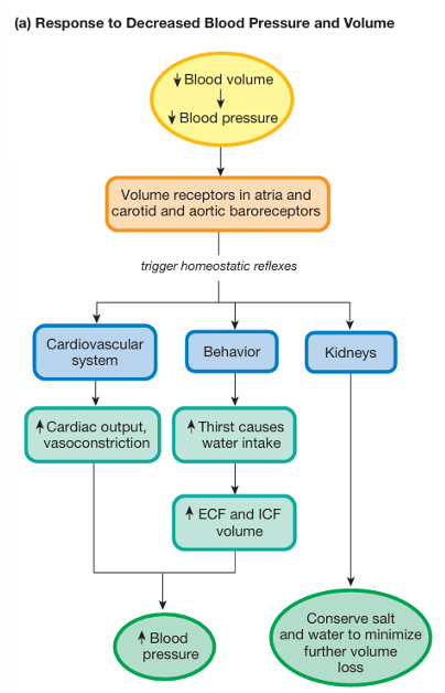 <p>decreased blood pressure and volume:</p><ul><li><p>volume receptors in atria and corotid and aortic baroreceptors  tirggers homeostatic reflexes;</p><ol><li><p>cardiovascular system → increased cardiac output and causes vasoconstriction</p></li><li><p>behavior → thrist causes water intake, which causes the ECF and ICF volume to increase</p></li></ol></li><li><p>this causes an increase in blood pressure</p><ol start="3"><li><p>kidneys → conserve salt and water to minimize further volume loss</p></li></ol></li></ul><p></p>