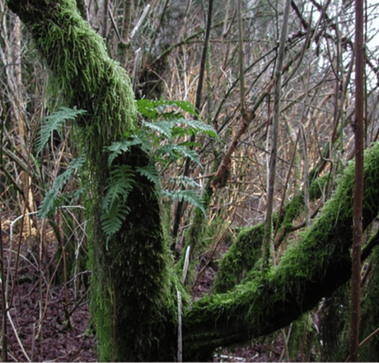 <p>plants that grow on other plants</p>