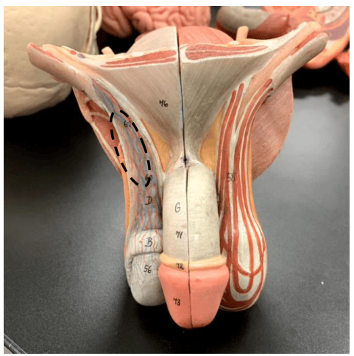 <p>blood vessel part</p>