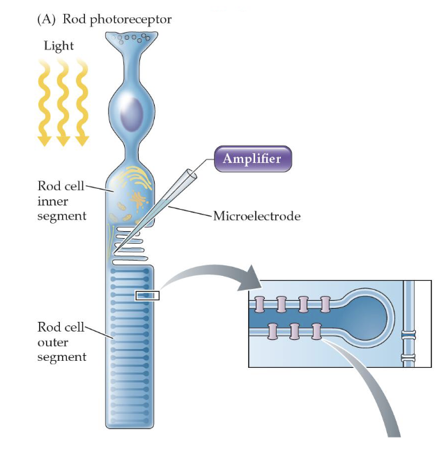 <p>Rods and cones contain photopigment receptor molecules</p><p>In rods, the photopigment is called <strong>rhodopsin </strong>(hit when light it changes shape and creates cascade of chemical reactions)</p><p>Cones have similar photopigments</p>