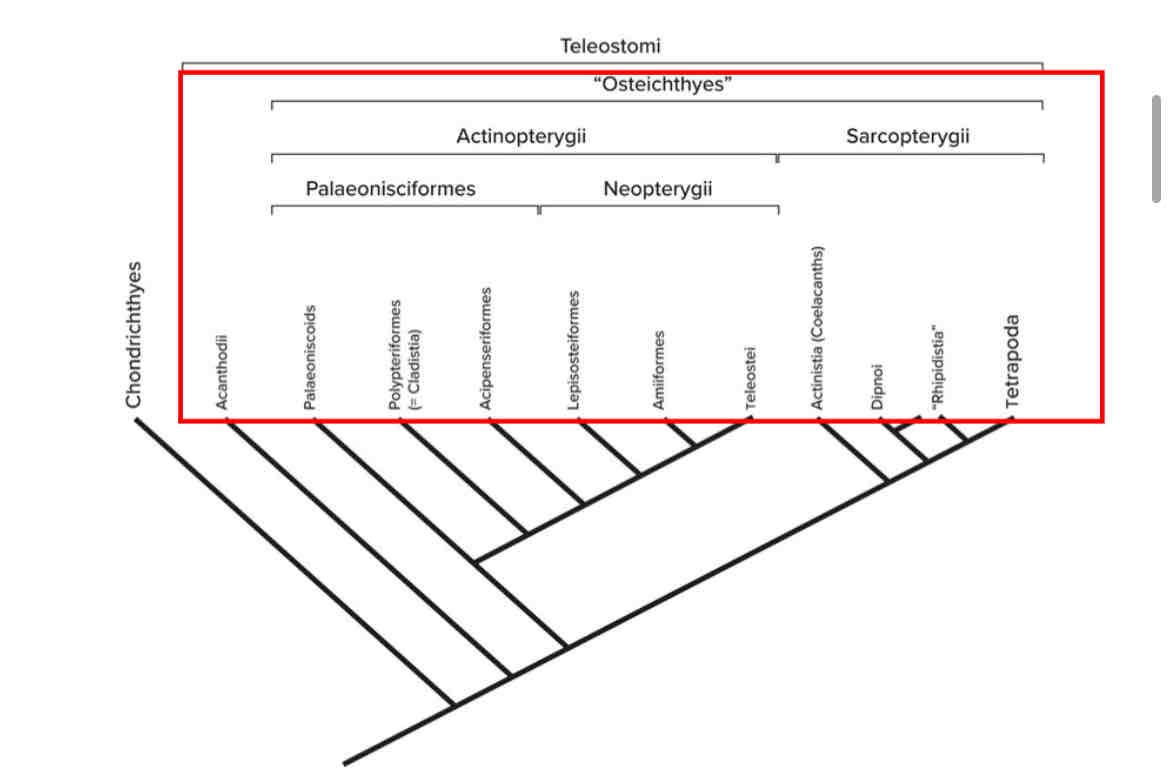 <p>Teleostomi</p>