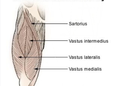 <p>Vastus Lateralis/Medialis/Intermedius </p>