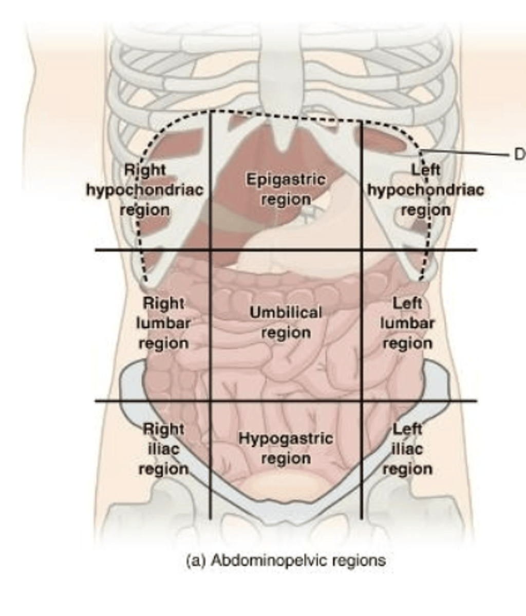 <p>right hypochondriac, epigastric, left hypochondriac, right lumbar, umbilical, left lumbar, right iliac, hypogastric, left iliac</p>