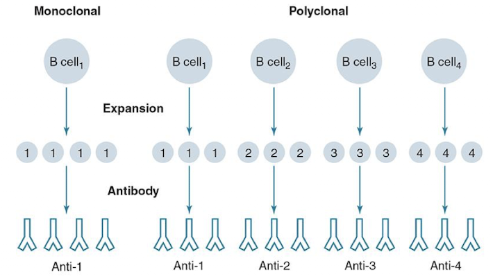 <p>made from several diff clones of B cells that secret of Abs of DIFF. specificities</p>