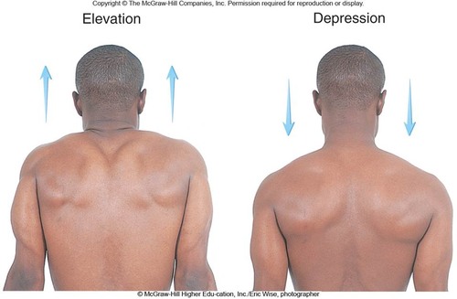 Shoulder girdle movement upward/downward