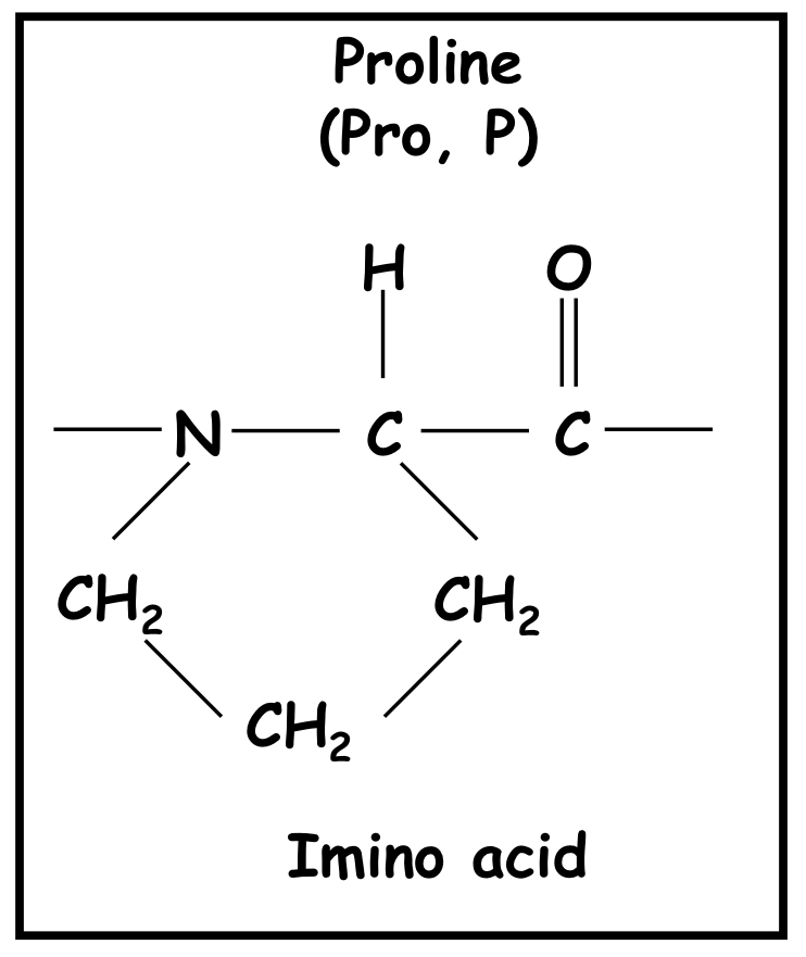 Proline 
