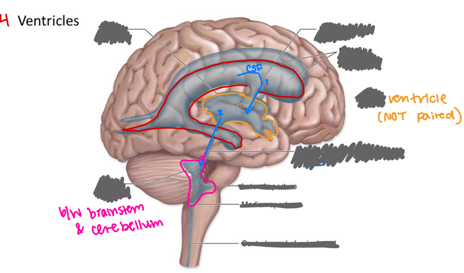 <p>label the ventricles/associated structures</p>