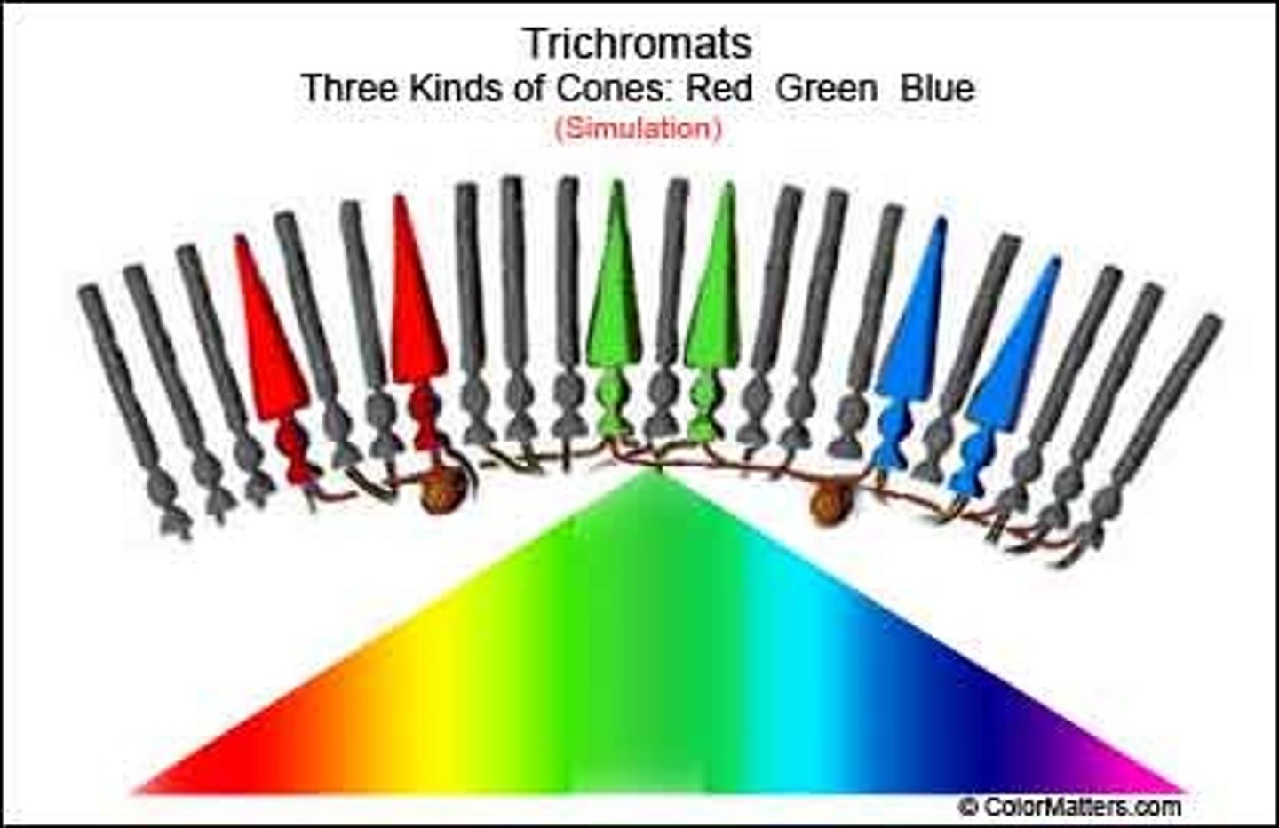 <p>three types of photoreceptors (blue, green, red) responsible for color vision and color sensitivity</p>