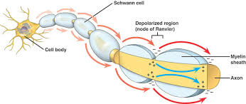 <p>In myelinated neurons, <strong>Saltatory conduction</strong> occurs, as action potentials jump from node to node down the axon. K+ and Na+ ion channels are clustered in the nodes of Ranvier. </p><p>The axon potentials only happen at the nodes because the myelin insulates the rest of the axon. </p>