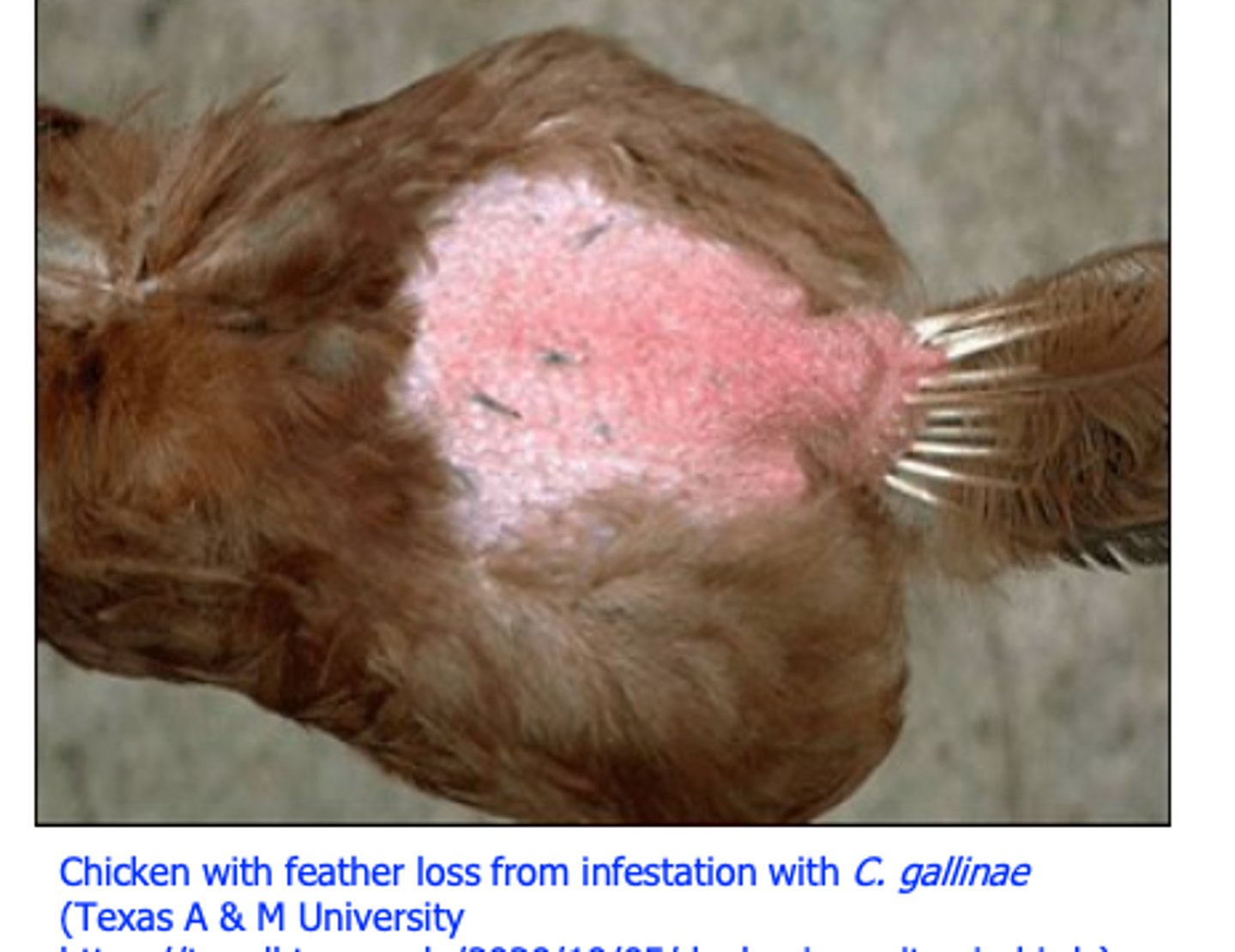 <p>Mites burrow into feather shafts and upper layers of epidermis</p><p>Intense itch causes birds to pull out feathers “depluming itch”;</p><p>Loss of feathers over body, mites in feather shafts;</p>