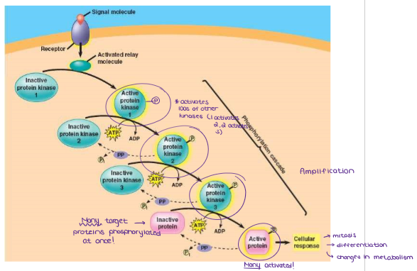 <ul><li><p>A signaling pathway begins when a signal molecule binds to a membrane receptor. The receptor then activates a relay molecule, which activates a protein kinase (1). Active protein kinase 1 transfers a phosphate from ATP to an inactive molecule of another protein kinase molecule (2), thus activating this second kinase. In turn, active protein kinase 2 catalyzes the phosphorylation (and activation) of protein kinase 3. Finally, active protein kinase 3 phosphorylates a protein that brings about the cell’s final response to the signal.</p></li><li><p><strong><u>The result of a phosphorylation cascade is a large number of activated molecules at the end of the pathway.</u></strong> That is, a <strong><em>very small number of extracellular signal molecules can produce a major cellular response.</em></strong></p></li></ul><p></p>