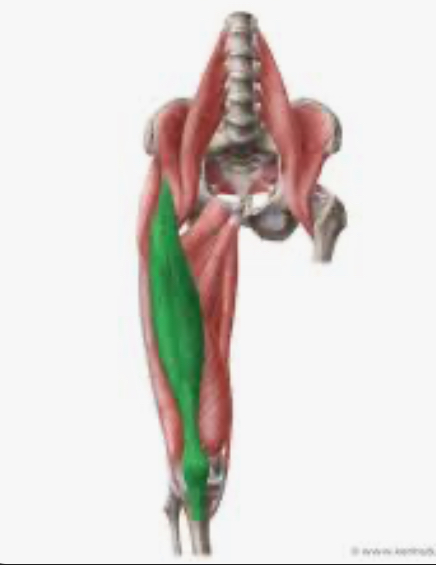 <p>Rectus femoris</p>
