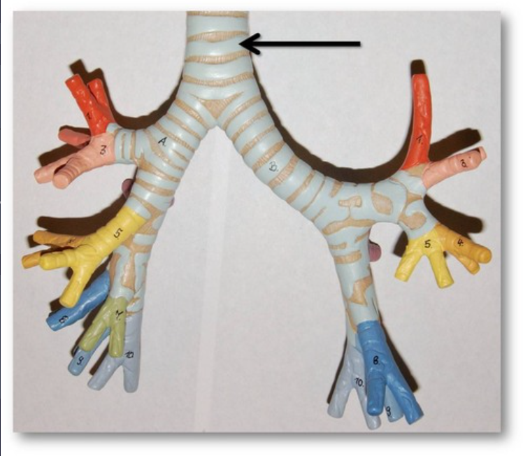 The windpipe that connects the larynx to the bronchi.