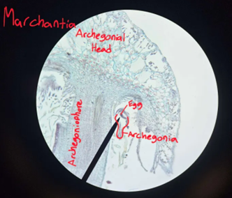 <p>Is the Archegonium part of the gamtophyte or sporophyte generation?</p>