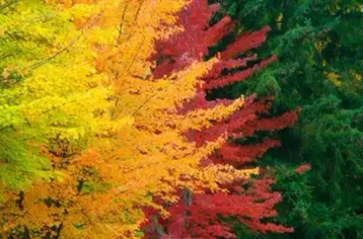 <p>They will be able to absorb different wavelengths of light, which means more energy, the plants will be more fit.</p>