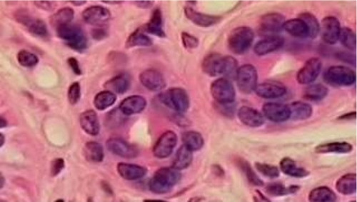 <p>Location: Exocrine Glands </p><p>Function: Protection </p>