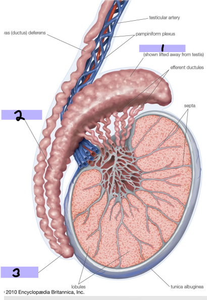 <p><strong>Epididymis</strong></p><p>-Comma shaped, courses along the posterolateral side of ______</p><p>-Spermatozoa acquire ability to move and fertilize an egg (___________ of sperm)</p><p>-Stores spermatozoa until _____________</p><p></p><p>-____ (#1)→ formed by coiled mass of efferent ductules, sits on posterior superior pole of testis </p><p>-____ (#2) → along the posterolateral margin of testis </p><p>-____ (#3) → located at the inferior pole of testis, continuous with _____ deferens </p>