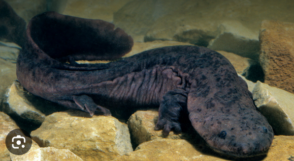 <p><span><strong><u>Distribution:</u></strong></span></p><ul><li><p><span> eastern China</span></p></li></ul><ul><li><p><span>southern Japan</span></p></li></ul><ul><li><p><span>eastern United States</span><br><br><span><strong><u>Traits</u></strong>: </span></p></li></ul><ul><li><p><span>the largest salamanders</span></p></li></ul><ul><li><p><span>eyes are lidless</span></p></li><li><p><span> baggy skin for cutaneous respiration</span></p></li><li><p><span>flattened body shape</span></p></li><li><p><span> incomplete metamorphosis</span></p></li><li><p><span>adults have hidden gill slit</span></p></li><li><p><span> suction feeders with no tongue</span></p></li><li><p><span> four good limbs</span></p></li><li><p><span> external fertilization</span></p></li><li><p><span> nest guarding by males</span></p></li></ul><p></p>