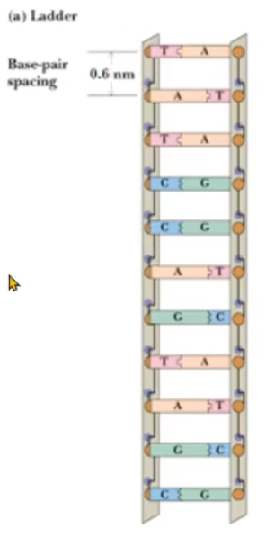 <p>Ladder structure </p>