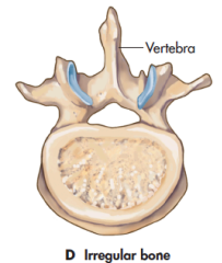 <p>vertebrae, ossicles of the ear</p>