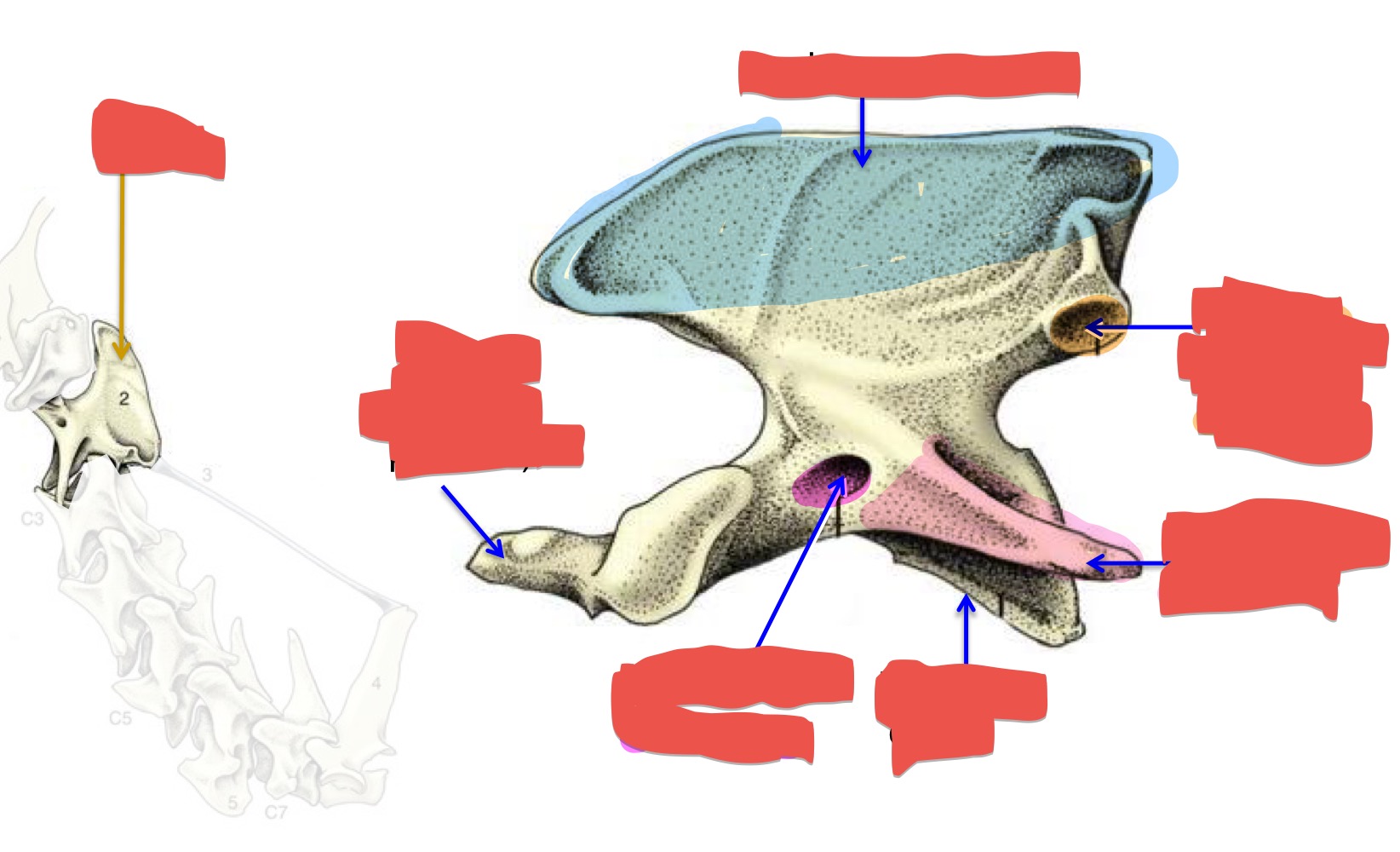 <p>Name the bone, type of bone, and aspects of the bone.</p>