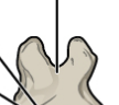 <p>Bony projection that are bifid (split) or single point</p>