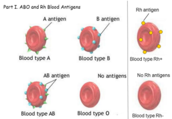 <p>antigens on surface of blood cells that activates an immune response, distinguish self from foreign matter</p>