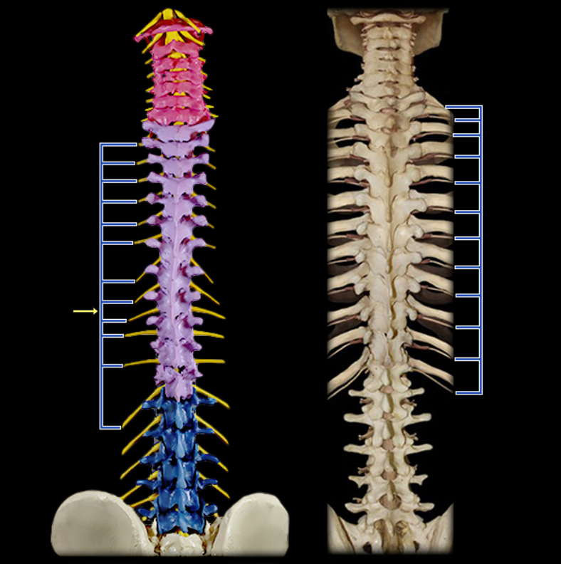 <p>Ventral rami of thoracic spinal nn.</p><p></p>