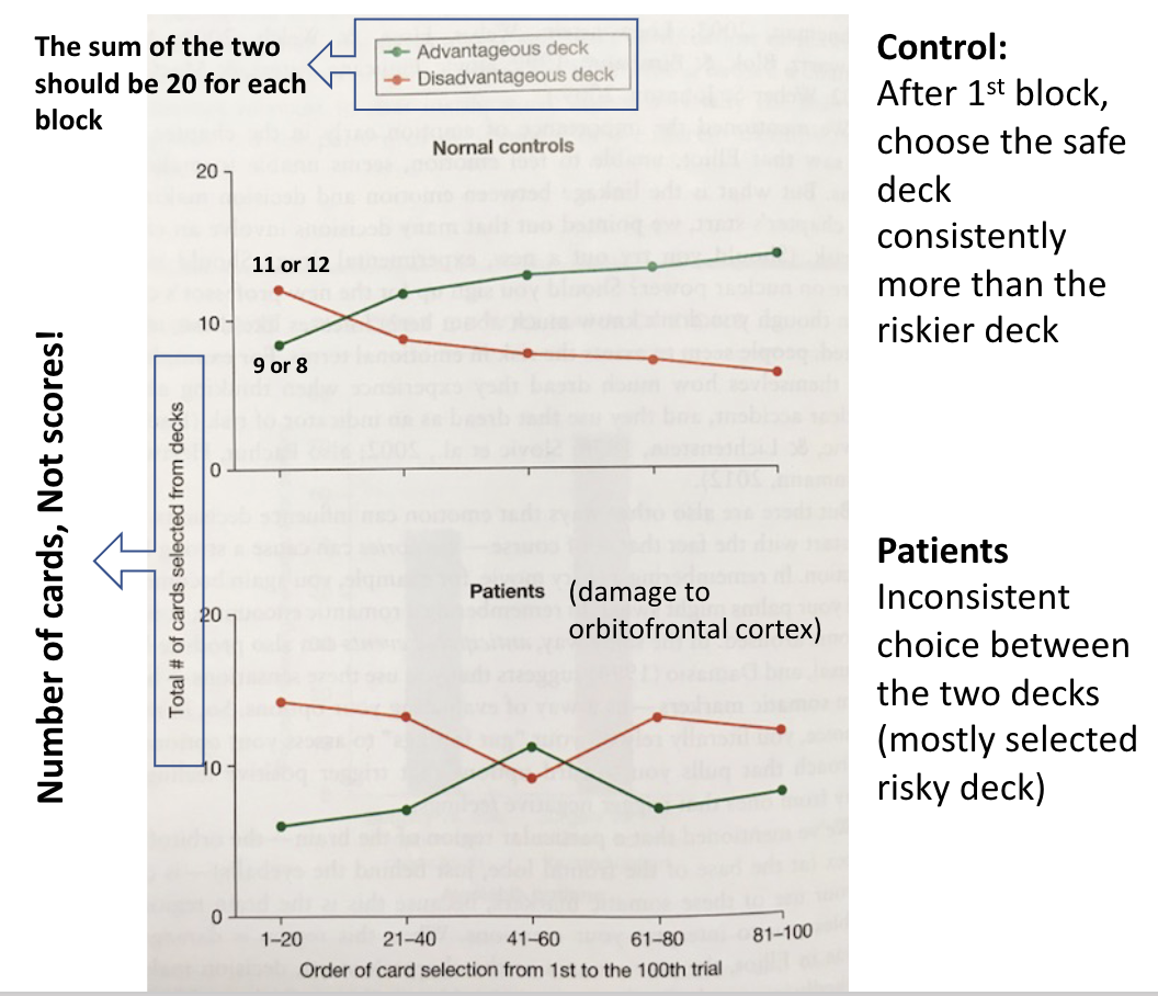 <p><span><span>Emotion control</span></span><br><span><span>• Impaired orbitofrontal cortex → impaired emotion control → riskier decision</span></span></p>