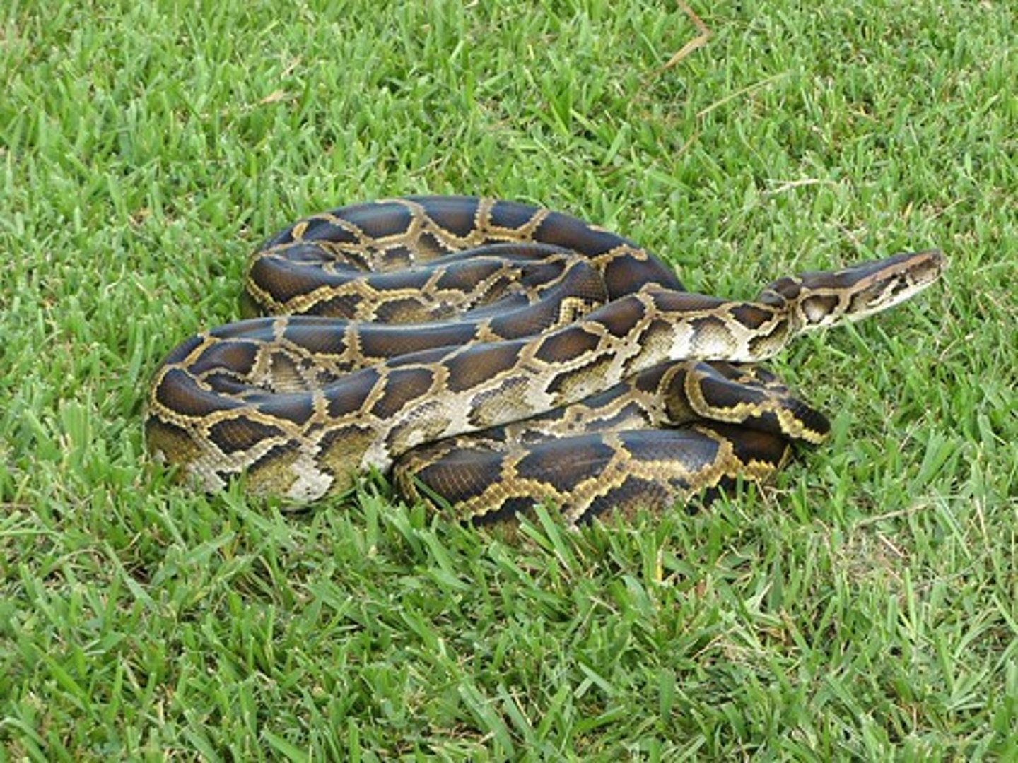 <p>the introduction of a foreign species into an ecosystem in which it did not evolve; often upsets the balance and interferes with functioning in the ecosystem</p>