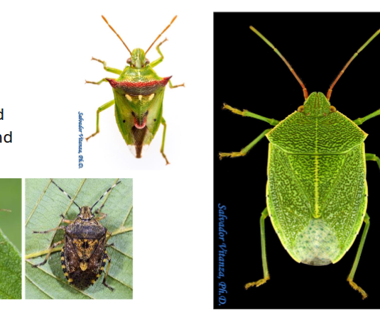 <p>Name the family</p>