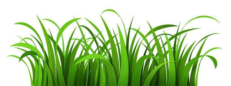 soft green floor 🌱 ants 🐜 and snakes 🐍 like it