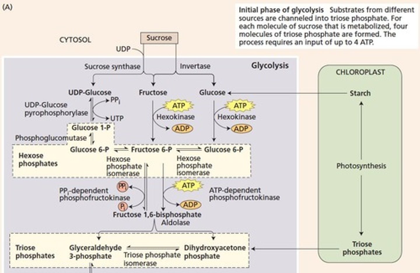 <p>Biochemical process converting nutrients into energy.</p>