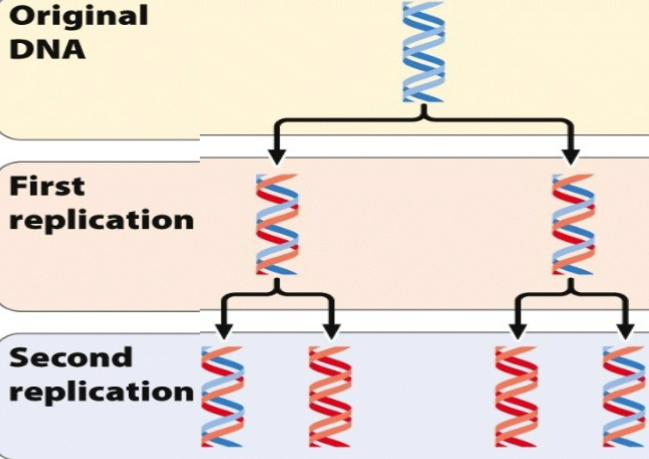 <ul><li><p>The original strand unwinds and is used as a template to generate the new strand </p></li><li><p>ORIGINAL DNA: Original strand breaks apart → as they break apart → serve as a template to get new strand </p></li><li><p>FIRST REPLICATION: No breaking apart, just a combination of old and new strand </p></li><li><p>SECOND REPLICATION: New strands just used red as a template </p></li></ul><p></p>