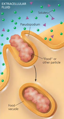 <p>a cell engulfs a particle by wrapping it in pseudopodia, forming a food vacuole</p>