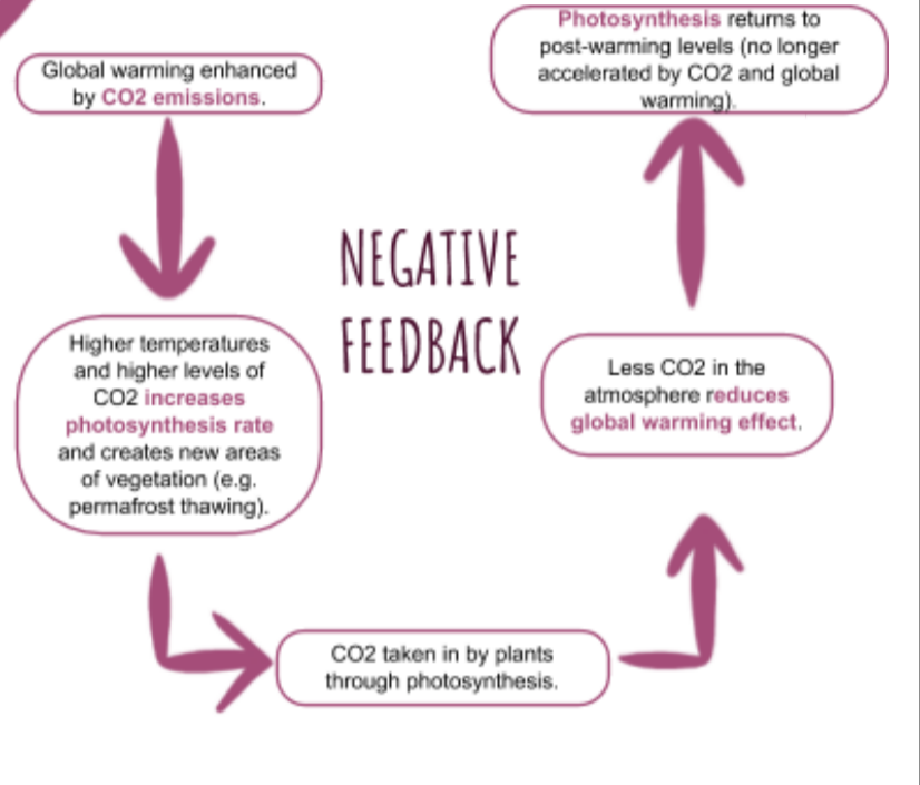 <p>Increased photosynthesis by plants and rising global temperatures allows vegetation to grow in new areas, e.g. where permafrost has melted. New vegetation absorbs CO₂ from the atmosphere, decreasing the warming effect</p><p class="has-focus">● Higher temperatures and more CO₂ cause a greater carbon fertilisation in plants, so they absorb more CO₂. This reduces the levels of CO₂ in the atmosphere and the rates of warming and carbon fertilisation will decrease. The process repeats. Scientists are now investigating whether carbon fertilisation is affected by other factors and peaks at a certain atmospheric CO₂ level. If this is the case, then there will be a limit to how much CO₂ plants can continue to sequester. It is suggested that carbon fertilisation is limited by water and nitrogen levels. If rainfall decreases as a result of climate change, then carbon fertilisation may decrease as a result, as water is required for photosynthesis.</p><p class="is-empty is-editor-empty has-focus">● Higher CO₂ levels causes phytoplankton to grow (as they feed off CO₂). CO₂ is taken in through photosynthesis and levels decrease as a result, causing phytoplankton to decrease.</p><p class="is-empty is-editor-empty has-focus">● Higher temperatures causes phytoplankton to grow and photosynthesise quicker. Phytoplankton release substances that lead to the formation of clouds, meaning cloud cover increases. Radiation from the sun is therefore less able to reach the oceans, reducing temperatures. This therefore causes phytoplankton to grow less quickly and photosynthesise slower, reducing cloud cover.</p><p class="is-empty is-editor-empty has-focus"></p>