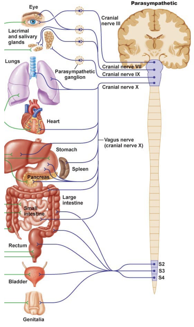 <ul><li><p>preganlionic neurons come from the brain (<strong>brainstem</strong>) and <strong>sacral region</strong> of the spinal cord</p></li><li><p>also called the <u>craniosacral division,</u> some preganglionic neurons synapse on <strong>small terminal ganglia or intramural ganglia</strong> (interamural- live near or within the organs they innervate)</p></li><li><p>exception are the 4 parasympathetic ganglia of the head &amp; neck</p></li></ul><p></p>