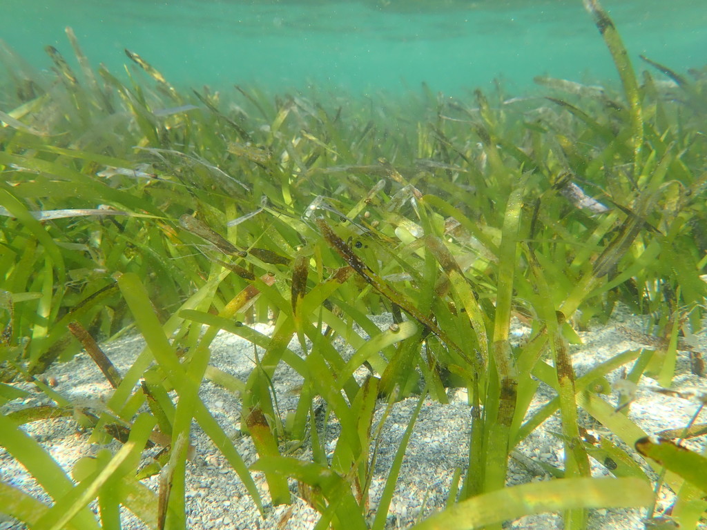 <p>thick strap leaves - looks like green lawn w/ bubbles for photosynthesis</p>