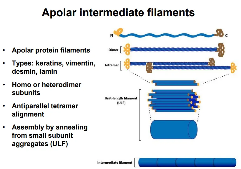 <ul><li><p><strong>apolar </strong>(the two ends have the same properties)</p></li><li><p>long strands with globular C and N termini assemble into <strong>coiled-coil dimers</strong></p></li><li><p>dimers assemble antiparallel into <strong>tetramers</strong></p></li><li><p>these line up into smaller subunits, which anneal into long filaments</p></li><li><p><strong>eg. keratin, vimentin, desmin, lamin</strong></p></li></ul><p></p><ul><li><p>mainly used for <strong>structural support,</strong> determining and maintaining the cell and nucleus shape (so they aren’t needed in plants)</p></li><li><p>this is because they have a <strong>high tensile strength</strong> and are resistant to compression and bending</p></li></ul><p></p><ul><li><p>eg. <strong>lamins </strong>form a lattice structure which covers the inner side of the nuclear envelope as a site for chromatin anchorage</p></li></ul><p></p>