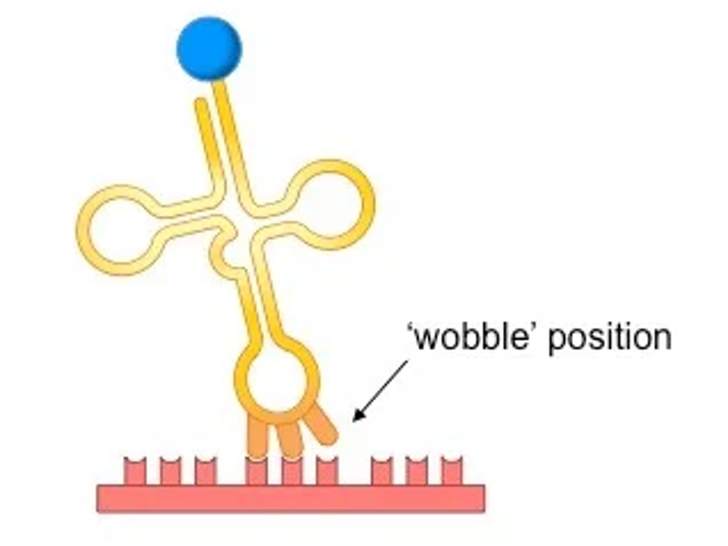 <p>flexible base pairing of the third base allows some tRNAs to bind to more than one codon </p>