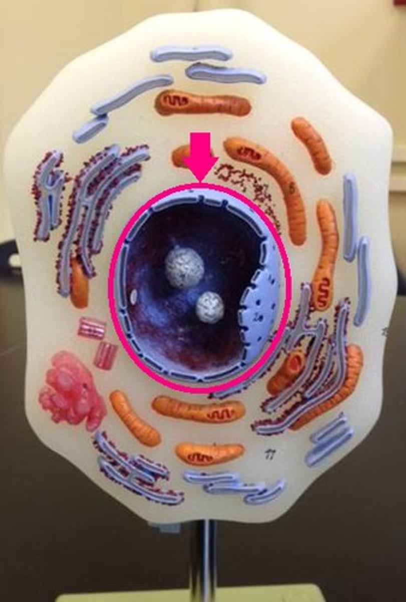 <p>Identify the entire circled structure.</p>