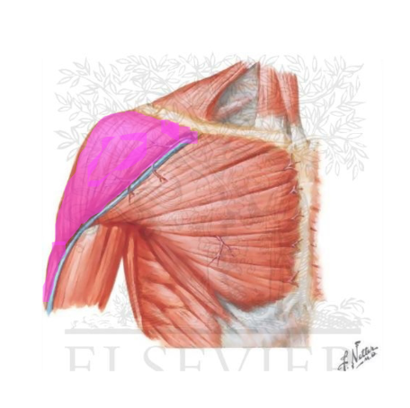 <p>What muscle is indicated?</p>