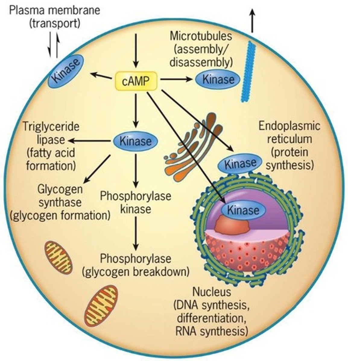 <p>An effector enzyme activated by Gα that converts ATP to cyclic AMP (cAMP).</p>