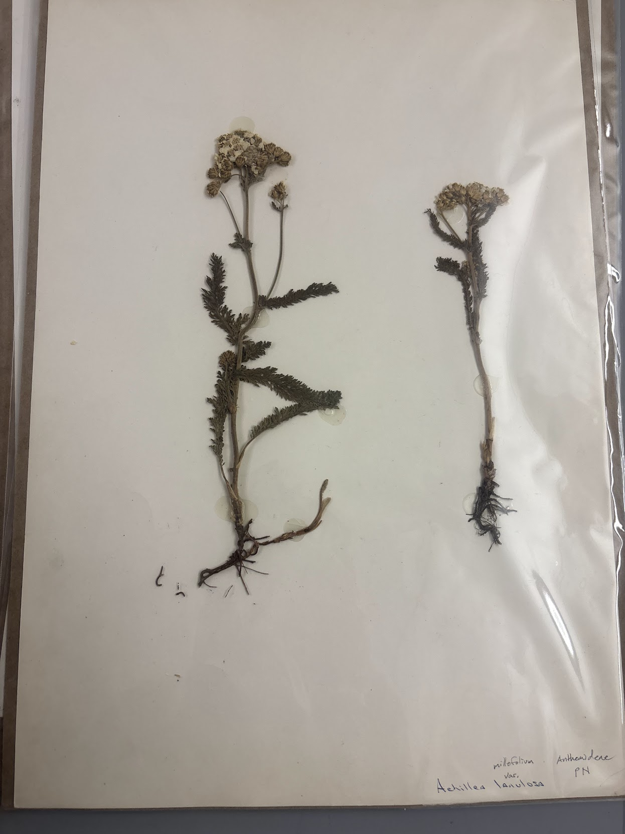 <p>Anthemideae - Achillea millefolium - Western yarrow</p>