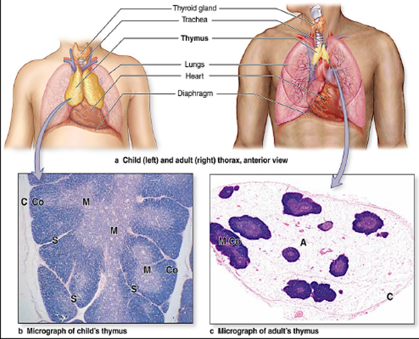 <p>Because it is very prominent in infancy and reaches its maximum size at puberty, then gradually decreases in size until it almost disappears in adulthood.</p>