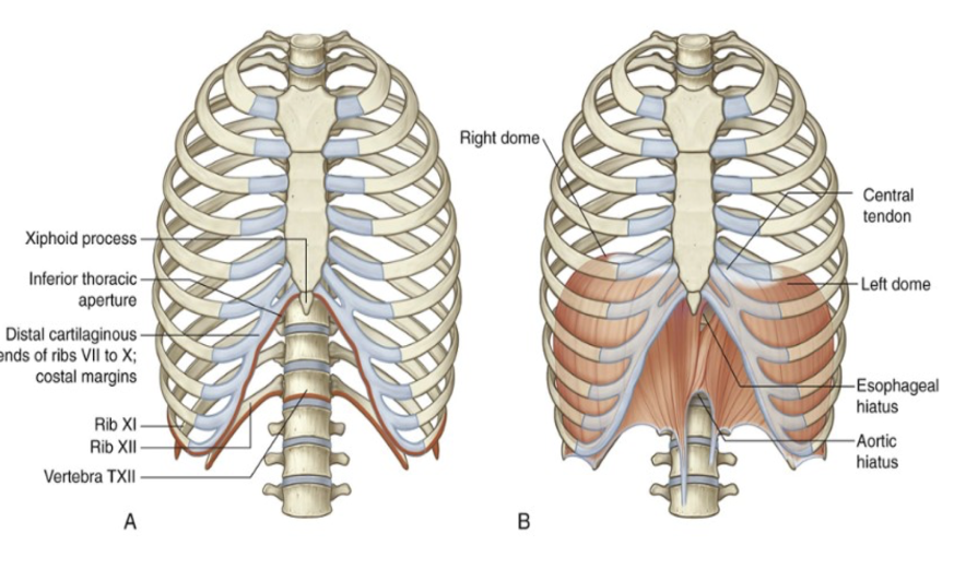 <ul><li><p><span>Only 1 articular facet on the head for the articulation with the first thoracic vertebrae – in rib 1, 11, &amp; 12, and sometimes also rib 10 – only 1 facet for the articulation with the body of the vertebrae instead of 2&nbsp;</span></p></li><li><p><span>Rib 1 has a horizontal plate with 2 depressions (1 anterior &amp; 1 posterior)&nbsp;</span></p><ul><li><p><span>Allow passage of 2 vessels – anteriorly subclavian vein, posteriorly subclavian artery&nbsp;</span></p></li></ul></li></ul>