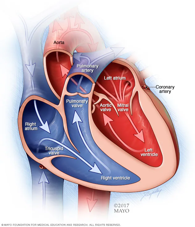 <p>-<span><span>it connects the the left atrium and left ventricle together</span></span></p>