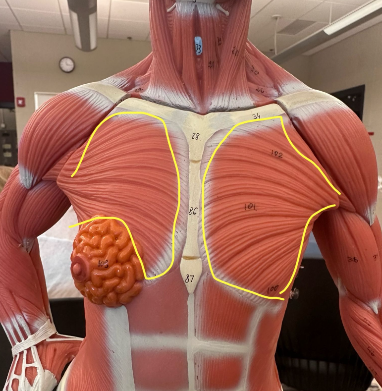 <p>What muscle is the yellow line indicating? What action does this muscle perform?</p>