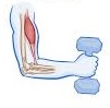 <p>What type of contraction is this: isotonic or isometric?</p>