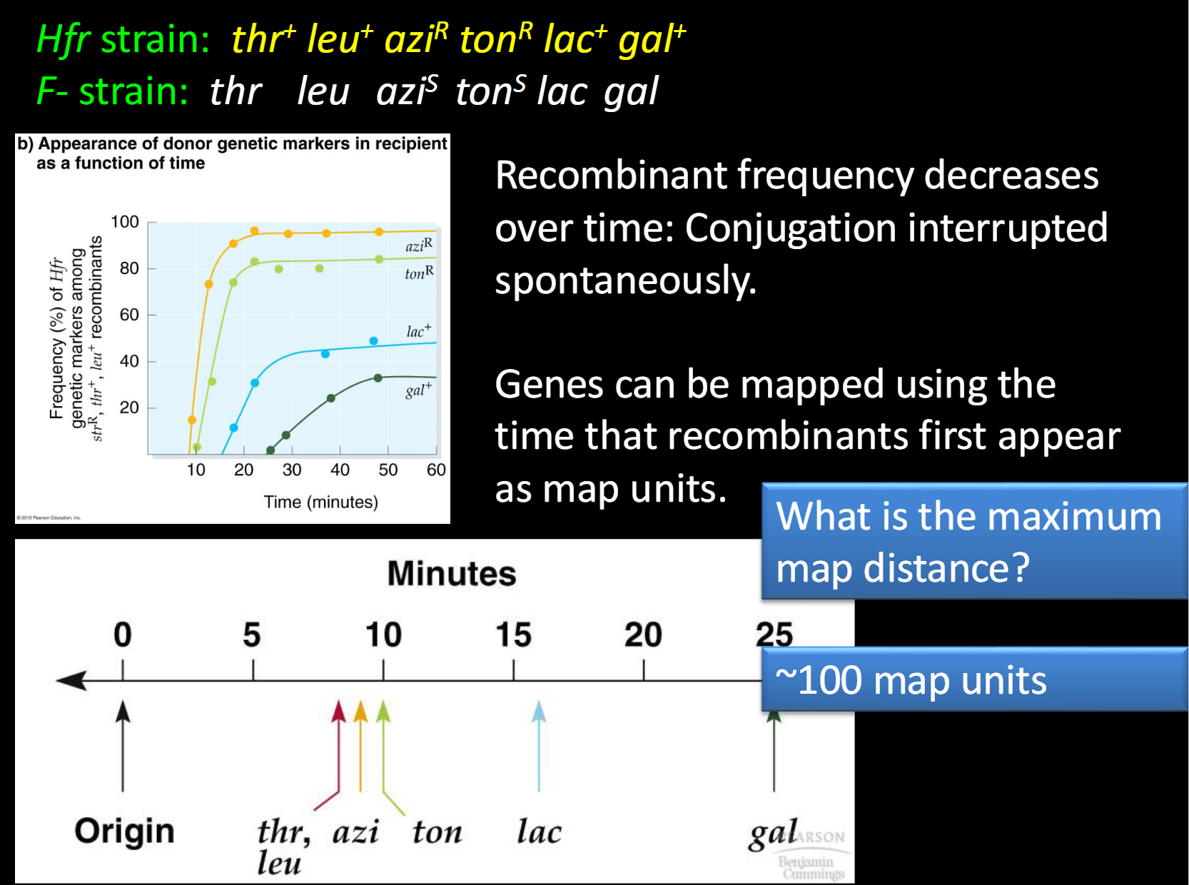 <p>using the time that recombinants first appear as map units</p>